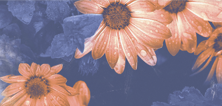 Пригласительные открытки - Однотонные цветы Задняя обложка